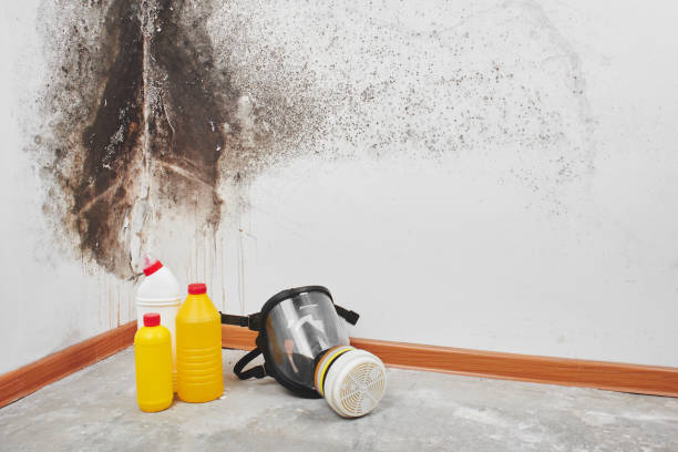 Best Mold Remediation  in Marinette, WI