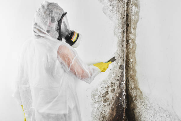 Best Home Mold Removal  in Marinette, WI