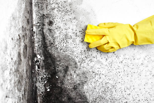 Best Mold Testing  in Marinette, WI