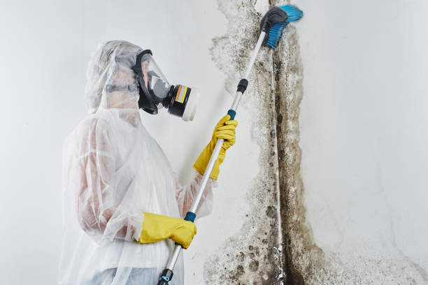 Best Toxic Mold Removal  in Marinette, WI