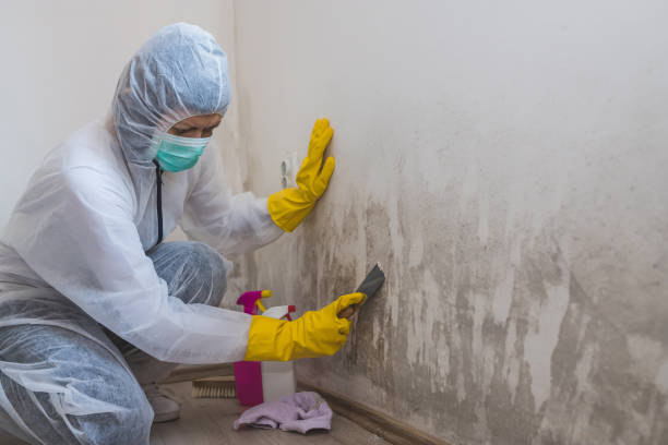Best Mold Remediation  in Marinette, WI
