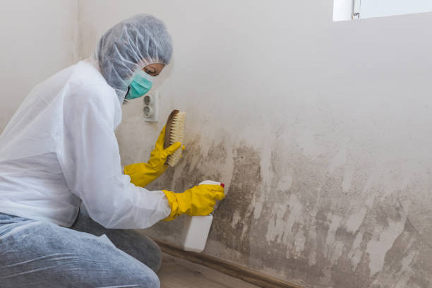 Best Mold Removal Specialists  in Marinette, WI