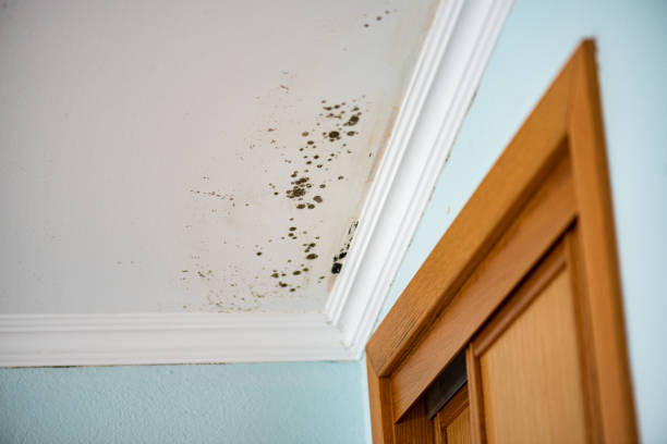 Best Professional Mold Removal  in Marinette, WI