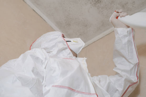 Best Local Mold Removal Service  in Marinette, WI