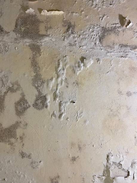 Best Certified Mold Removal  in Marinette, WI