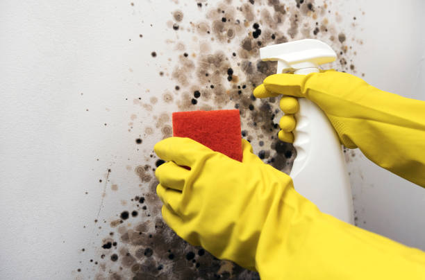 Best Mold Removal Company Near Me  in Marinette, WI