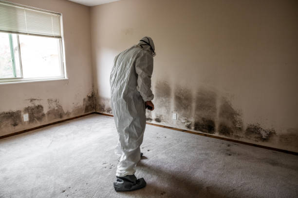 Best Residential Mold Removal  in Marinette, WI