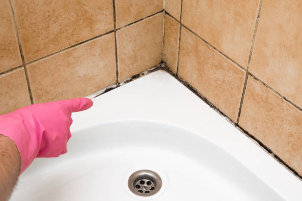 Best Residential Mold Removal  in Marinette, WI