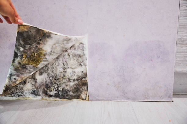 Best Office Mold Removal Services  in Marinette, WI
